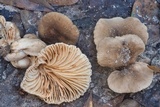 Lactarius subplinthogalus image