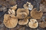 Lactarius subplinthogalus image