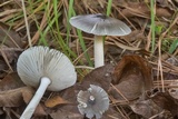 Amanita sect. Vaginatae image
