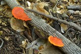 Pycnoporus sanguineus image