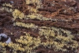 Mucronella calva image