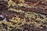 Mucronella calva image
