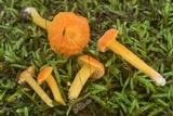 Hygrocybe miniata image