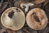Lactarius yazooensis image