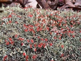 Cladonia incrassata image