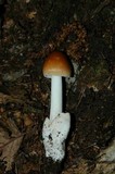 Amanita amerifulva image