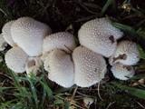 Lycoperdon curtisii image