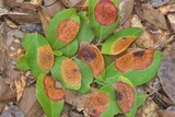 Ophiodothella vaccinii image