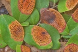 Ophiodothella vaccinii image