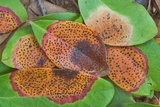 Ophiodothella vaccinii image
