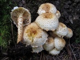 Pholiota squarrosoides image