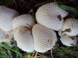 Lycoperdon curtisii image