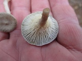 Cantharellula umbonata image