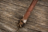 Panaeolus acuminatus image