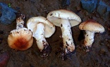 Lepiota spheniscispora image
