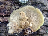 Trametopsis cervina image