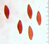 Lepiota spheniscispora image