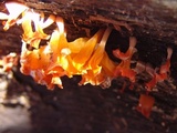 Dacryopinax spathularia image