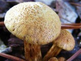 Gymnopilus luteofolius image