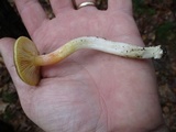Hygrophorus boyeri image