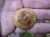Hygrophorus boyeri image
