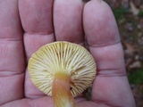 Hygrophorus boyeri image