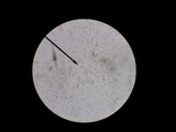 Hygrophorus boyeri image