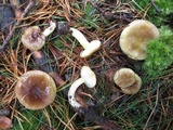Hygrophorus boyeri image