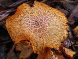 Gymnopilus luteofolius image