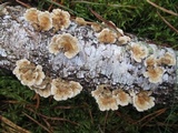 Plicaturopsis crispa image