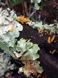Calocera cornea image