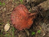 Fistulina hepatica image