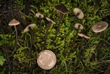 Macrocystidia cucumis image