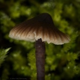 Macrocystidia cucumis image