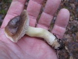 Tricholoma portentosum image
