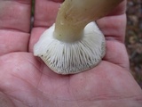 Tricholoma portentosum image