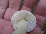 Tricholoma subresplendens image