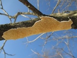 Irpex lacteus image