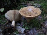 Lactarius affinis image