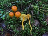 Hygrocybe miniata image