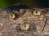 Schizophyllum umbrinum image