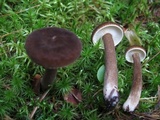 Lactarius lignyotus image