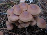 Gymnopus acervatus image