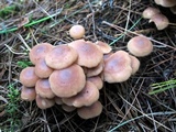 Gymnopus acervatus image