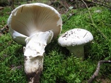 Catathelasma ventricosum image