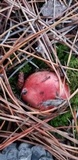 Russula sanguinaria image