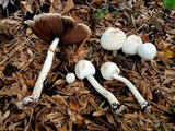 Agaricus silvicola image