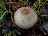 Agaricus griseicephalus image