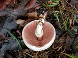 Agaricus griseicephalus image
