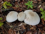 Agaricus griseicephalus image